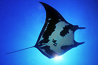 Cabo San Lucas Night Diving