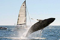 Catamaran Rental Los Cabos