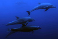 Scuba Diving in Cabo San Lucas