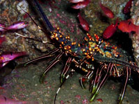 Lobster in Cabo San Lucas