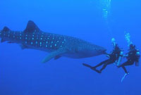 Cabo San Lucas Scuba Diving