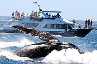 Sunrider Whale Watch Cabo