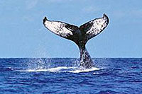 Whale Watching Cabo San Lucas