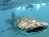 Whale Sharks Adventure