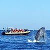 Whale Watching Excursion, Los Cabos