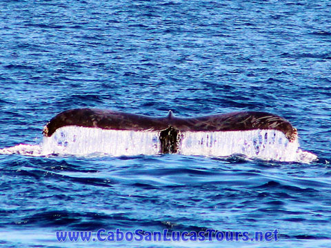Private Whale Watching Cruise Cabo