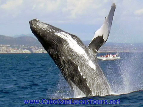 Whale watching Sailing Cabo