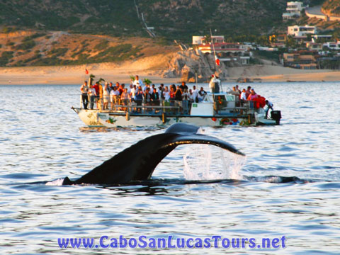 Private Whale Watching Tour